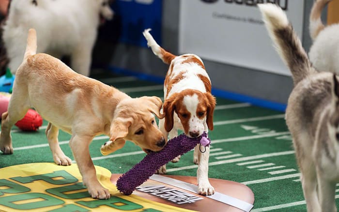 Puppy-Bowl-X(2).jpg